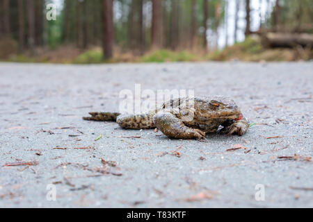 Eseguire oltre toad su una strada sterrata nel bosco Foto Stock