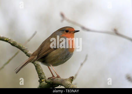Unione robin, Erithacus rubecula, pettirosso appollaiato su un ramoscello, Inghilterra, Regno Unito. Foto Stock
