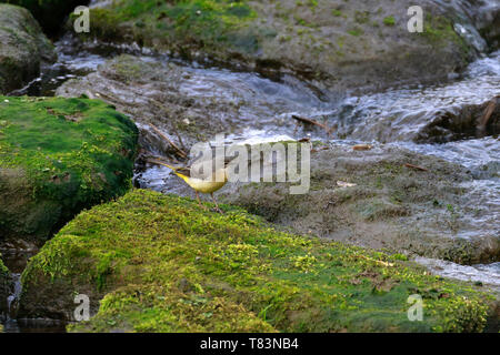 Grigio, Wagtail Motacilla cinerea su un muschio pietra coperta da acqua, Inghilterra, Regno Unito. Foto Stock