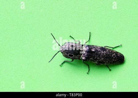 Un clic Eastern-Eyed Beetle (Alaus oculatus) su un semplice sfondo verde. I loro occhi falsi aiutano a confondere i predatori. Essi non sono considerati nocivi. Foto Stock