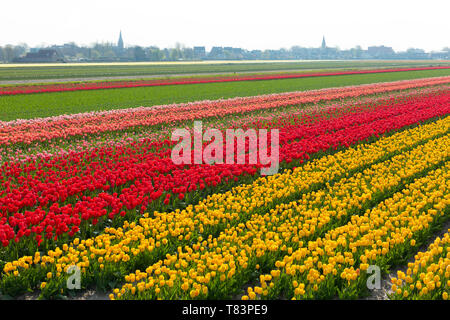 Lisse, Olanda - Aprile 18, 2019: Olandese tradizionale campo di tulipani con righe di fiori rossi e gialli e torri della chiesa in background Foto Stock