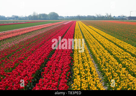 Lisse, Olanda - Aprile 18, 2019: Olandese tradizionale campo di tulipani con righe di fiori rossi e gialli e case in background Foto Stock