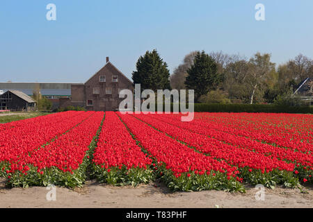 Lisse, Olanda - Aprile 18, 2019: Olandese tradizionale campo di tulipani con righe di fiori di colore rosso e la lampadina capannoni in background Foto Stock