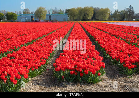 Lisse, Olanda - Aprile 18, 2019: Olandese tradizionale campo di tulipani con righe di fiori di colore rosso e la lampadina capannoni in background Foto Stock