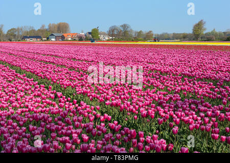 Lisse, Olanda - Aprile 18, 2019: Olandese tradizionale campo di tulipani con righe di fiori di colore rosa Foto Stock