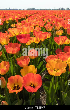 Lisse, Olanda - Aprile 18, 2019: Olandese tradizionale campo di tulipani con righe di fiori rossi e gialli Foto Stock