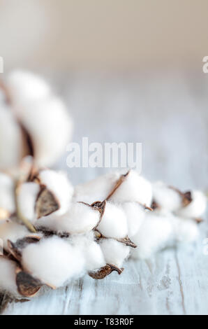 Composizione astratta di cotone Boll fiori su stelo. Sfocato in primo piano e sullo sfondo con il fuoco selettivo sul centro di ebollizione di cotone e la camera per il testo. Foto Stock