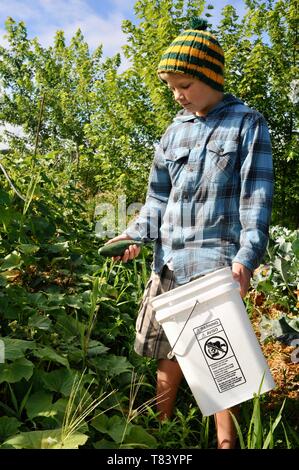 Carino giovane ragazzo, età 10-12 e indossando un cappello e camicia a scacchi, picking cetrioli freschi in giardino e metterli in un secchio, Wisconsin, STATI UNITI D'AMERICA Foto Stock