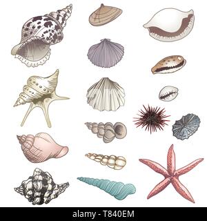 Set di conchiglie illustrazioni completa degli elementi del vettore Illustrazione Vettoriale
