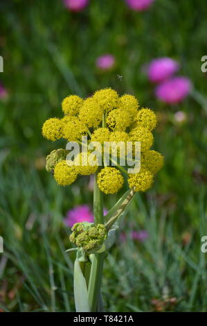 Bellissimo tondo e fiori gialli vicino San Giorgio Fort di ottave in Cascais. Fotografia di Street, Natura, architettura, storia e geologia. Aprile 15, Foto Stock