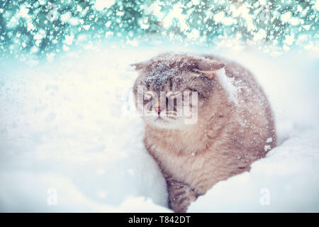 Simpatico gatto siamese gatto passeggiate nella neve profonda nel giardino di inverno Foto Stock