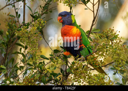 Rainbow Lorikeet - Trichoglossus moluccanus- specie di pappagallo dall Australia, comune lungo la costa orientale, dal Queensland del nord a sud Au Foto Stock