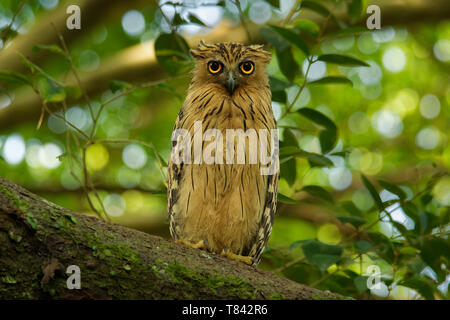 Buffy pesce civetta - Ketupa ketupu o pesce Malay owl, è una specie di gufo in famiglia titonidi. India e sud della Birmania, Cambogia, Laos e Vietnam, T Foto Stock