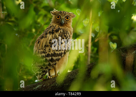 Buffy pesce civetta - Ketupa ketupu o pesce Malay owl, è una specie di gufo in famiglia titonidi. India e sud della Birmania, Cambogia, Laos e Vietnam, T Foto Stock