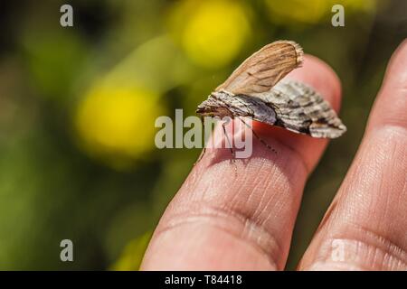 Chiudere l immagine del piccolo grigio e marrone seduta di insetto su un dito è un treble-bar tarma della famiglia Geometridae. Soleggiata giornata di primavera in natura. Foto Stock