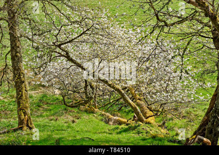 Fiore di Ciliegio su un albero caduto Foto Stock