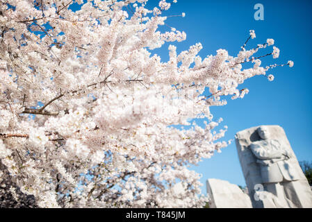 WASHINGTON DC, Stati Uniti - i ciliegi in piena fioritura circondano il Martin Luther King Jr. Monumento commemorativo al bacino delle maree. L'iconica esposizione primaverile coincide con l'annuale Cherry Blossom Festival di Washington, che attira migliaia di visitatori. L'imponente monumento commemorativo onora l'eredità del dottor King come leader del movimento americano per i diritti civili. Foto Stock