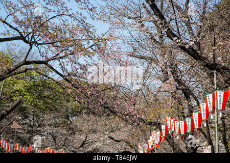 Fiore di Ciliegio, TOKYO Foto Stock