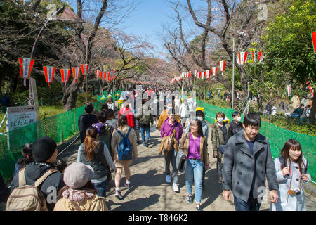 CHERRY BLOSSOM, TOKYO Foto Stock