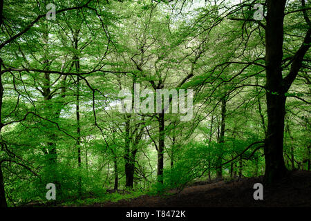 Beech Tree Woodland near Grasmere Foto Stock