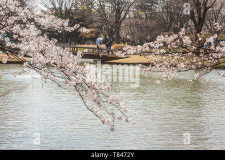 Fiore di Ciliegio, TOKYO Foto Stock