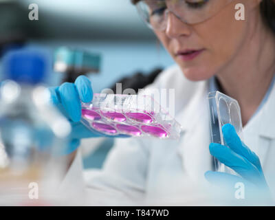 La ricerca di cella, scienziato guardando piastra multipozzetto la crescita cellulare in laboratorio Foto Stock