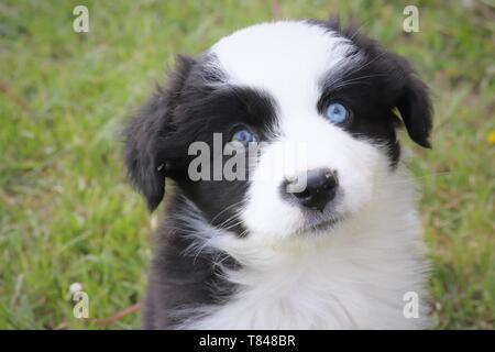 Pastore australiano cucciolo rivolti verso l'alto Foto Stock