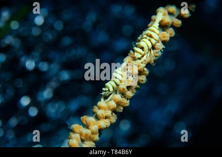 Paio di frusta partner di corallo gamberetti sono seduto su un mare di corallo a frusta con un argento bokeh di fondo in un background, Panglao, Filippine Foto Stock