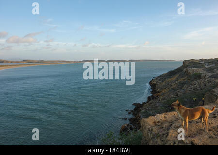 Vista panoramica su un tratto superficiale di acqua con un cane curioso vicino Punta Gallinas in La Guajira, Colombia Foto Stock