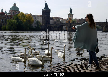 Praga, Repubblica Ceca. Il 10 maggio, 2019. La donna gli uccelli di alimentazione sul fiume Moldava a Praga nella Repubblica Ceca. Credito: Slavek Ruta/ZUMA filo/Alamy Live News Foto Stock