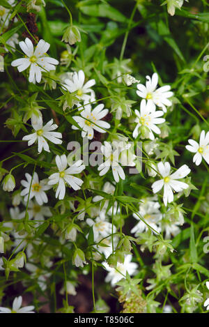 Boccola del bianco fiori stellate (Stellaria, Caryophyllaceae) o chickweed Foto Stock