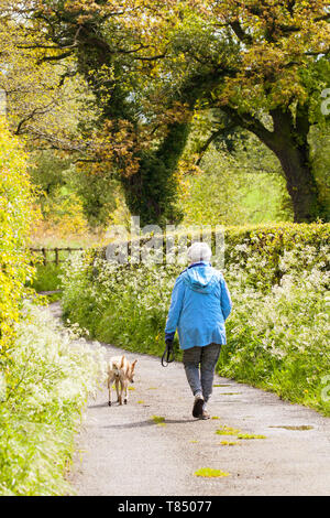 La donna a piedi un cane verso il basso una siepe rurale paese foderato lane in primavera nella campagna del Cheshire England Foto Stock