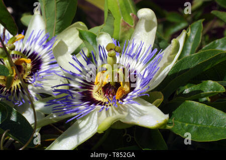 Fiore della passione (Passiflora edulis) close-up Foto Stock