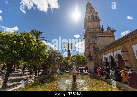 Torre campanaria e Corte di arance in moschea-cattedrale di Cordoba, Cattedrale Mezquita di Cordova, Andalusia, Spagna Foto Stock