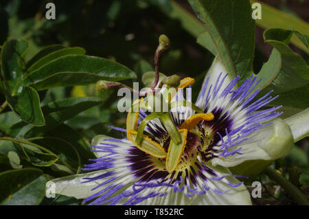Fiore della passione (Passiflora edulis) close-up Foto Stock