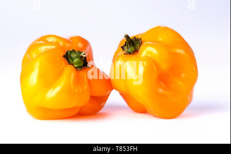 Giallo Habanero Peppers Foto Stock