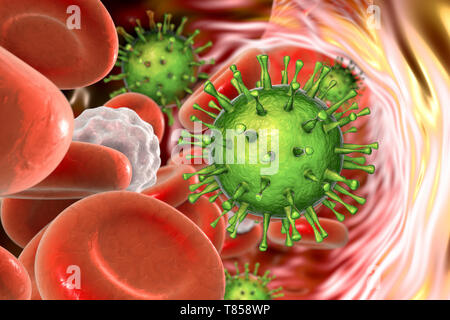 Cytomegaloviruses umana nel sangue, illustrazione Foto Stock