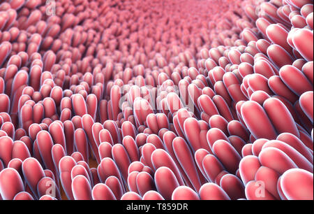 Rigatura intestinale, illustrazione Foto Stock
