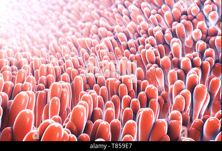 Rigatura intestinale, illustrazione Foto Stock