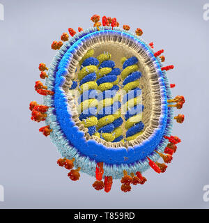 Virus influenzale, illustrazione Foto Stock