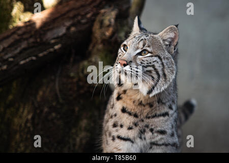 Gatto di Pallas Foto Stock