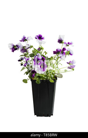 Viola e bianco potted Pansy, conosciuto anche come Viola tricolore varietà hortensis, isolato su uno sfondo bianco. Percorso di clipping incluso. Molla e Aut Foto Stock