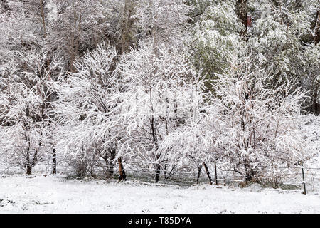 Alberi delineato in fresco 9 maggio primavera tempesta di neve; Salida; Colorado; USA Foto Stock