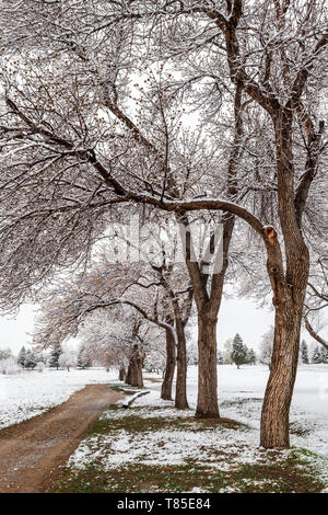 Percorso sporco & Fremont pioppi neri americani alberi con foglie di primavera in fresco 9 maggio primavera tempesta di neve; Salida; Colorado; USA Foto Stock