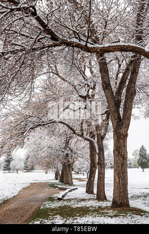 Percorso sporco & Fremont pioppi neri americani alberi con foglie di primavera in fresco 9 maggio primavera tempesta di neve; Salida; Colorado; USA Foto Stock