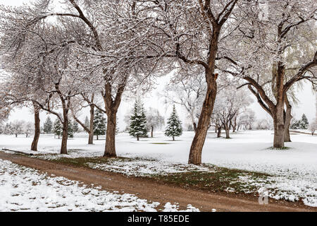 Percorso sporco & Fremont pioppi neri americani alberi con foglie di primavera in fresco 9 maggio primavera tempesta di neve; Salida; Colorado; USA Foto Stock