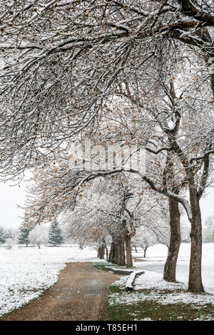 Percorso sporco & Fremont pioppi neri americani alberi con foglie di primavera in fresco 9 maggio primavera tempesta di neve; Salida; Colorado; USA Foto Stock