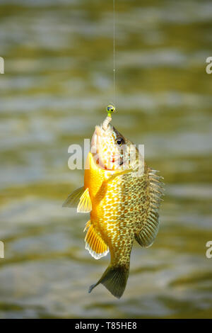 Pesce fresco pendeva da esca Foto Stock