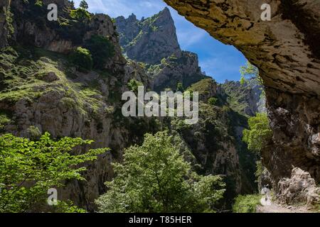 Spagna, delle Asturie, Parco Nazionale Picos de Europa, a Arenas de Cabrales, escursionisti sul sentiero Cares, Gola di Cares Foto Stock