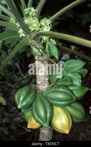 Papaya di montagna (Vasconcellea pubescens) conosciuto anche come pawpaw di montagna, papayuelo, chamburo, o semplicemente 'papaya, Nuova Zelanda che matura sull'albero. Foto Stock